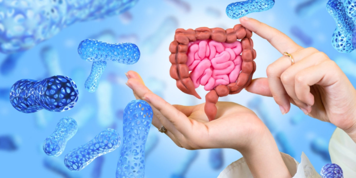 How Does Lactobacillus in Protein Powder Support Gut Health?